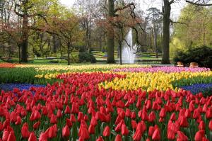 Keukenhof tulips